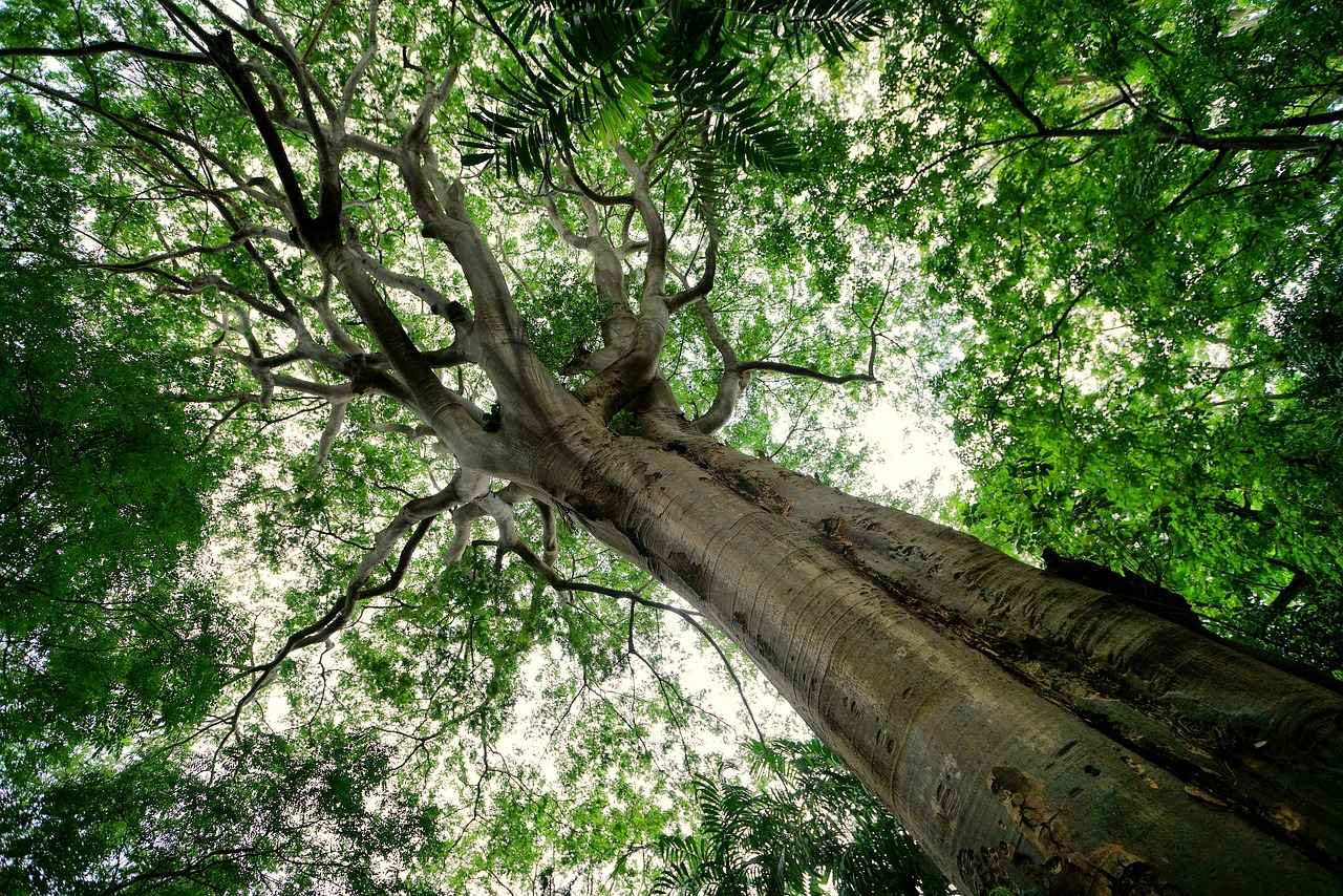 Best Bed Design 2022 Trends That Are Still Popular Today 4 Canopy Beds