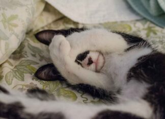 Best Bed Frame Designs for an Elegant and Durable Bedroom Best Bed Frame Designs for an Elegant and Durable Bedroom