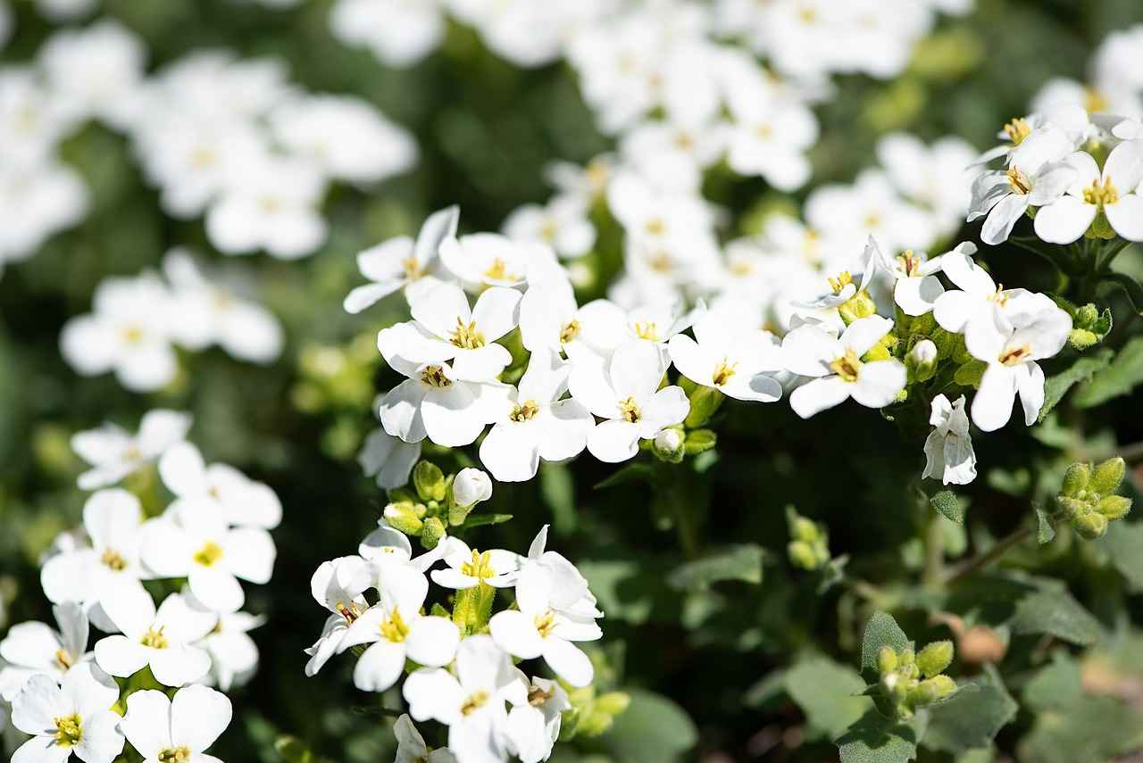 Maintenance Tips for Headboard Cushions