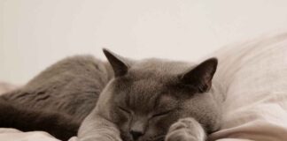 Best Leather Bed Design Trends for a Luxurious Look Best Leather Bed Design Trends for a Luxurious Look