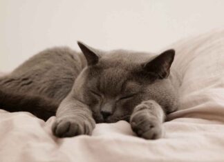 Best Leather Bed Design Trends for a Luxurious Look Best Leather Bed Design Trends for a Luxurious Look