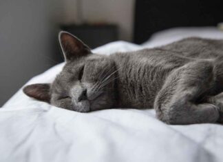 Best Plywood Bed Design with Price Guide for Smart Buyers Best Plywood Bed Design with Price Guide for Smart Buyers