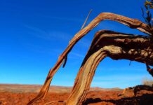 Best Sheesham Wood Bed Design Ideas for a Rustic Touch Best Sheesham Wood Bed Design Ideas for a Rustic Touch