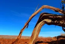 Best Sheesham Wood Bed Design Ideas for a Rustic Touch Best Sheesham Wood Bed Design Ideas for a Rustic Touch