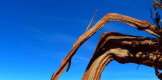 Best Sheesham Wood Bed Design Ideas for a Rustic Touch Best Sheesham Wood Bed Design Ideas for a Rustic Touch