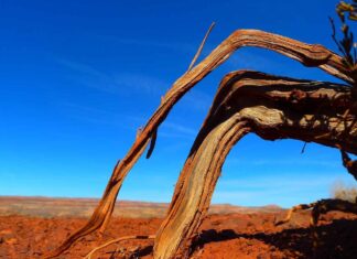 Best Sheesham Wood Bed Design Ideas for a Rustic Touch Best Sheesham Wood Bed Design Ideas for a Rustic Touch