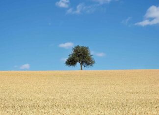 Best Single Bed Design Latest Trends for 2025 Best Single Bed Design Latest Trends for 2025