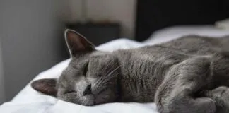 Classic English Bed Design Ideas for a Timeless Look Classic English Bed Design Ideas for a Timeless Look