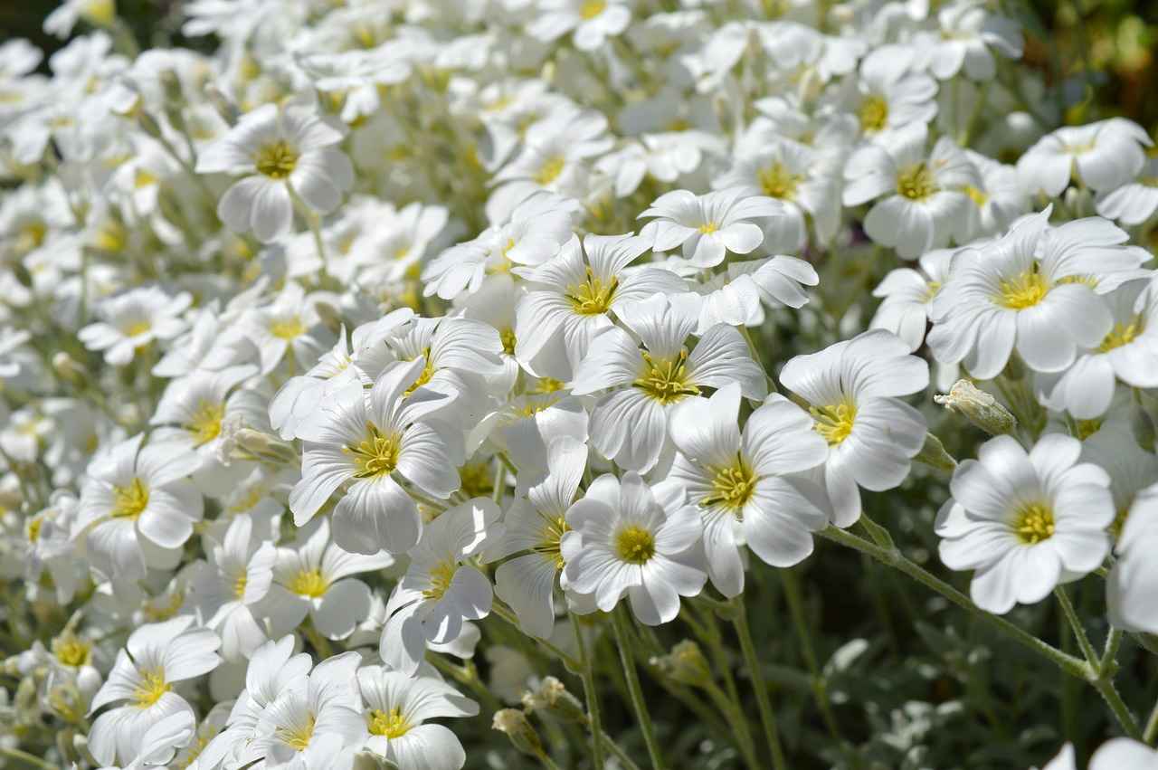 Double Bed Cushion Design Ideas to Make Your Bedroom Cozy 1 Understanding Cushion Types