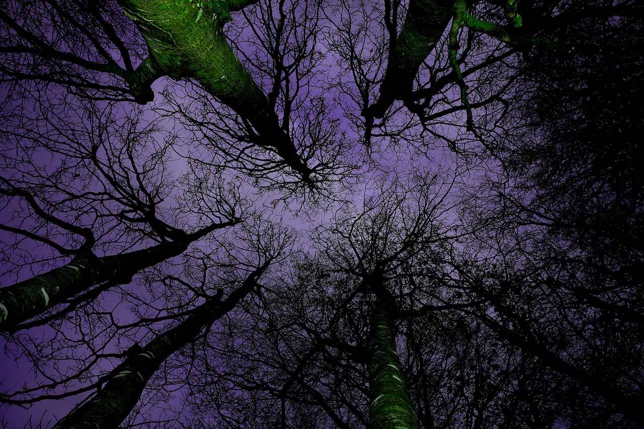 8. The Rise of Canopy Beds