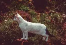 Elegant Bed Design Furniture: Latest Trends You Must See Elegant Bed Design Furniture: Latest Trends You Must See