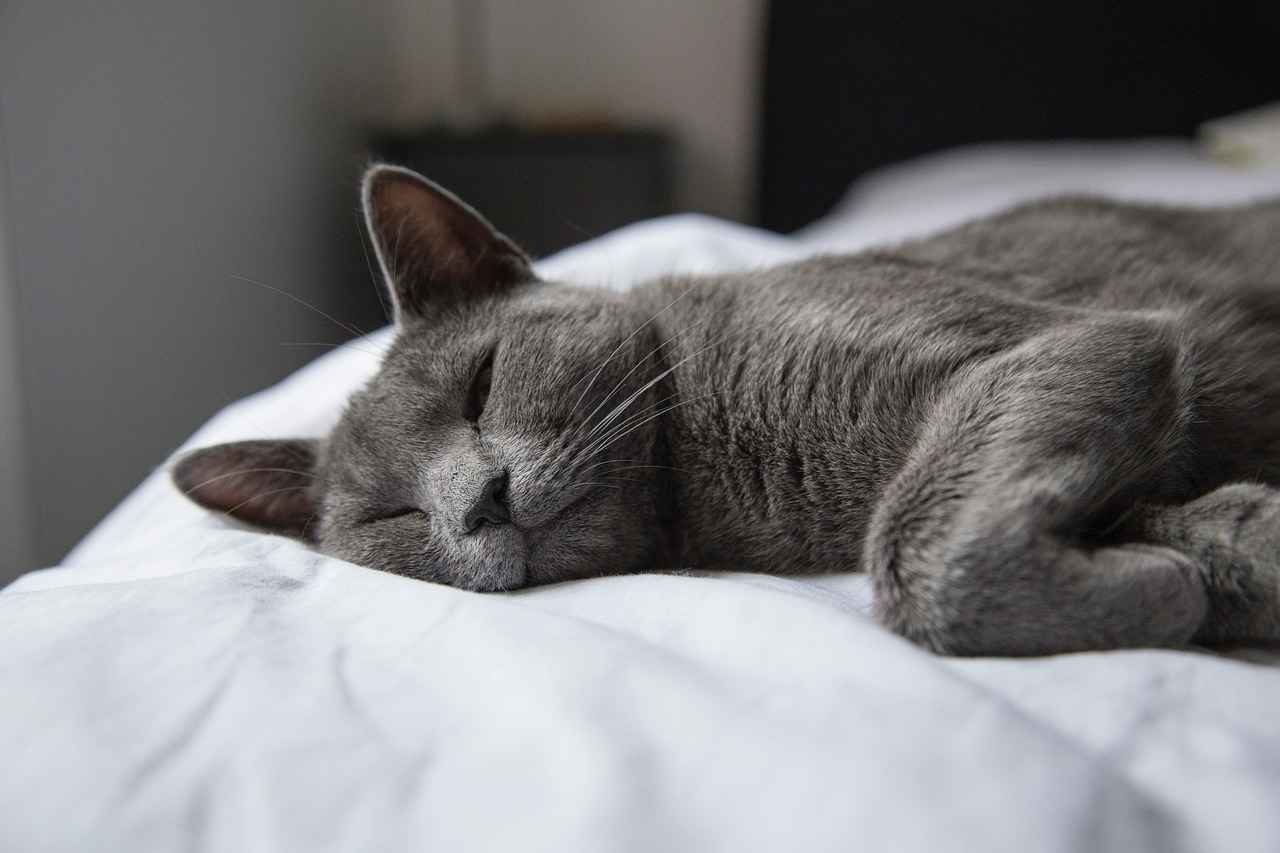 What Materials Are Popular in Bed Design?