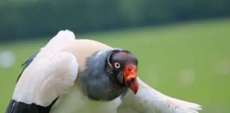 How to Choose the Perfect King Size Bed Design for Comfort and Style How to Choose the Perfect King Size Bed Design for Comfort and Style