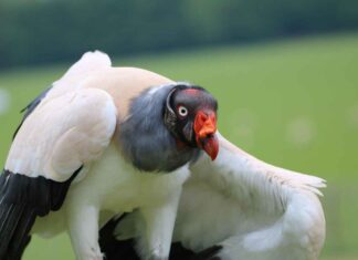 How to Choose the Perfect King Size Bed Design for Comfort and Style How to Choose the Perfect King Size Bed Design for Comfort and Style