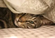 How to Incorporate Bed Headrest Cushion Designs for Extra Comfort How to Incorporate Bed Headrest Cushion Designs for Extra Comfort