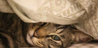 How to Incorporate Bed Headrest Cushion Designs for Extra Comfort How to Incorporate Bed Headrest Cushion Designs for Extra Comfort