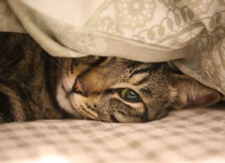 How to Incorporate Bed Headrest Cushion Designs for Extra Comfort How to Incorporate Bed Headrest Cushion Designs for Extra Comfort