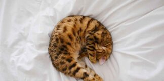 Innovative Bed Design Ideas for Maximum Comfort and Style Innovative Bed Design Ideas for Maximum Comfort and Style