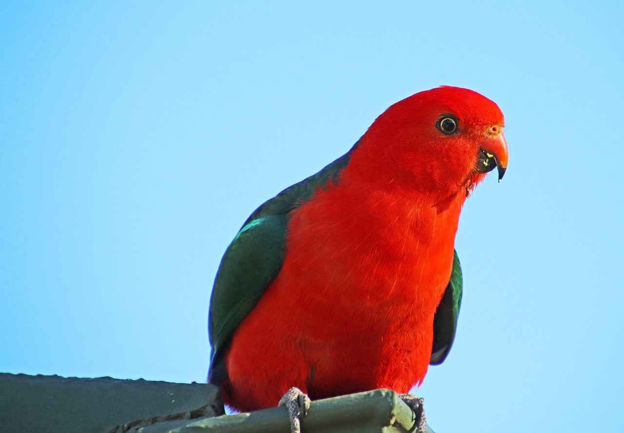 King Size Bed Designs with Storage: Maximizing Space and Comfort 1 Understanding King Size Beds