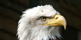 Low Height Bed Design Ideas for a Minimalistic and Cozy Bedroom Low Height Bed Design Ideas for a Minimalistic and Cozy Bedroom