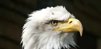 Low Height Bed Design Ideas for a Minimalistic and Cozy Bedroom Low Height Bed Design Ideas for a Minimalistic and Cozy Bedroom