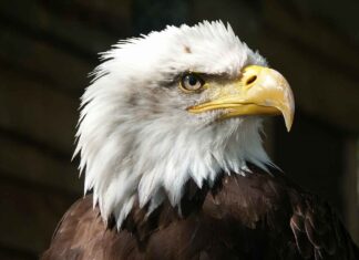 Low Height Bed Design Ideas for a Minimalistic and Cozy Bedroom Low Height Bed Design Ideas for a Minimalistic and Cozy Bedroom