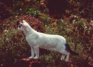 New Bed Design New Model Ideas for a Stylish Home New Bed Design New Model Ideas for a Stylish Home