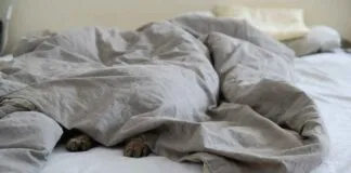 Plywood Bed Design Ideas for a Sleek and Modern Look Plywood Bed Design Ideas for a Sleek and Modern Look