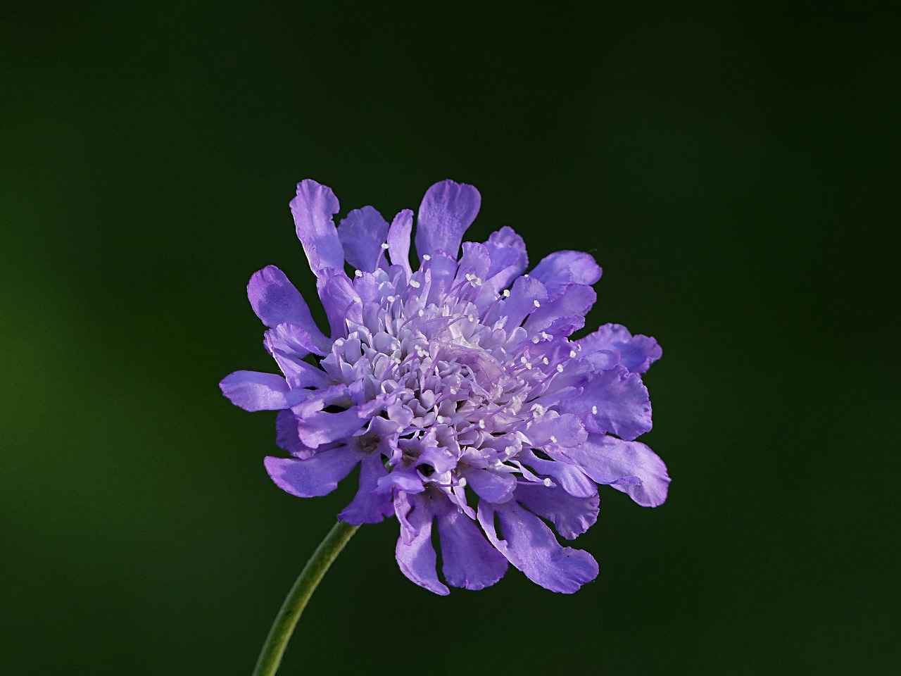 Conclusion: Finding Your Perfect Single Bed Design