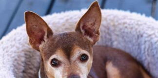 Solid Wood Bed Design Inspirations for Durability and Style Solid Wood Bed Design Inspirations for Durability and Style