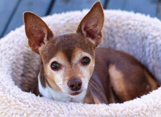 Solid Wood Bed Design Inspirations for Durability and Style Solid Wood Bed Design Inspirations for Durability and Style