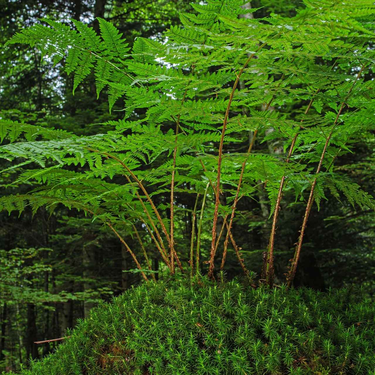 Stylish & Modern Low Floor Bed Design for Minimalist Homes 3 Popular Materials for Low Floor Beds