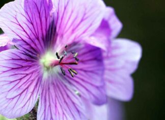 Teak Bed Designs: A Classic Option for Timeless Bedroom Elegance Teak Bed Designs: A Classic Option for Timeless Bedroom Elegance
