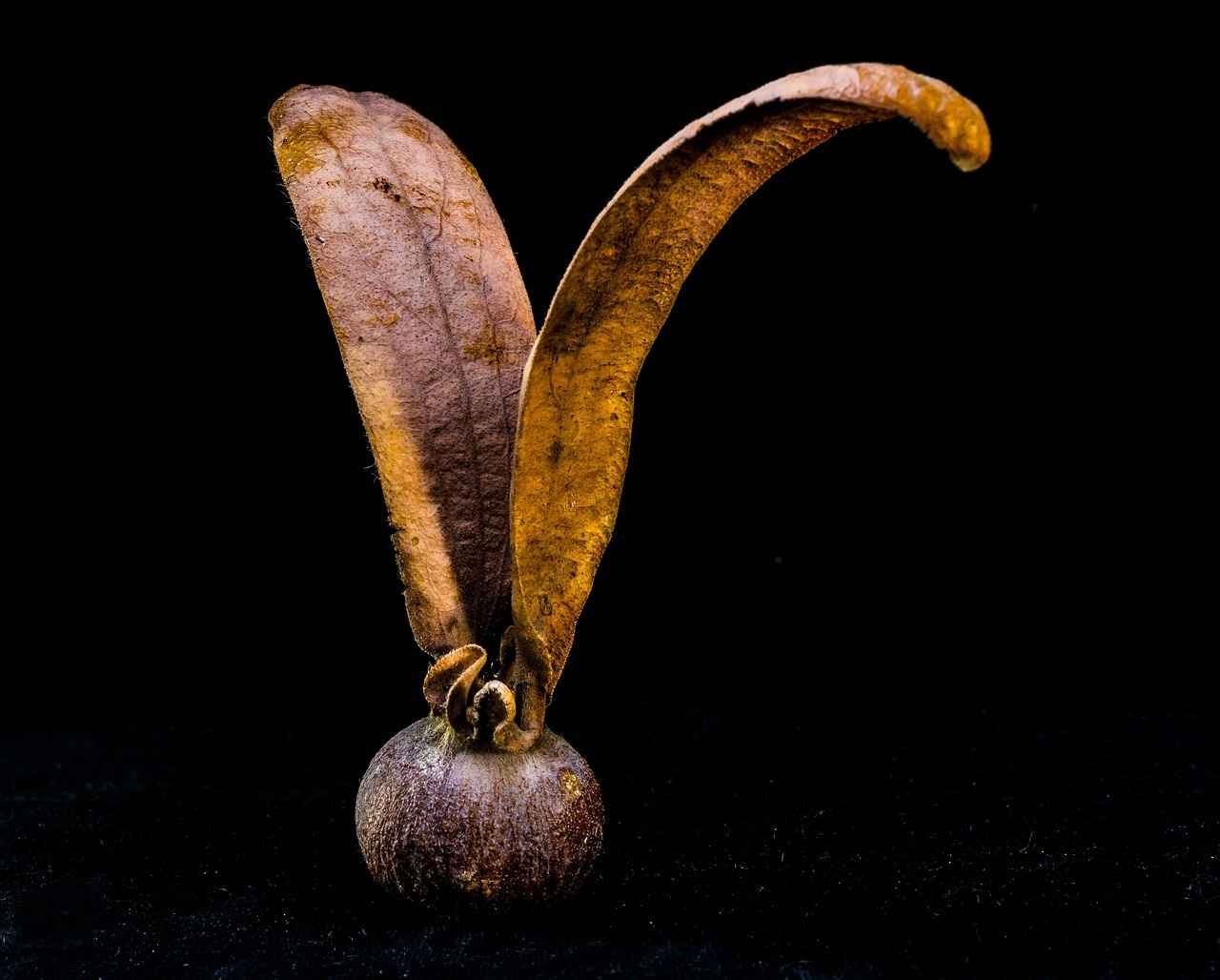 9. Popular Teak Bed Brands