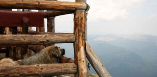 The Best Wooden Bed Designs for a Rustic, Cozy Home The Best Wooden Bed Designs for a Rustic, Cozy Home