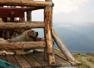 The Best Wooden Bed Designs for a Rustic, Cozy Home The Best Wooden Bed Designs for a Rustic, Cozy Home