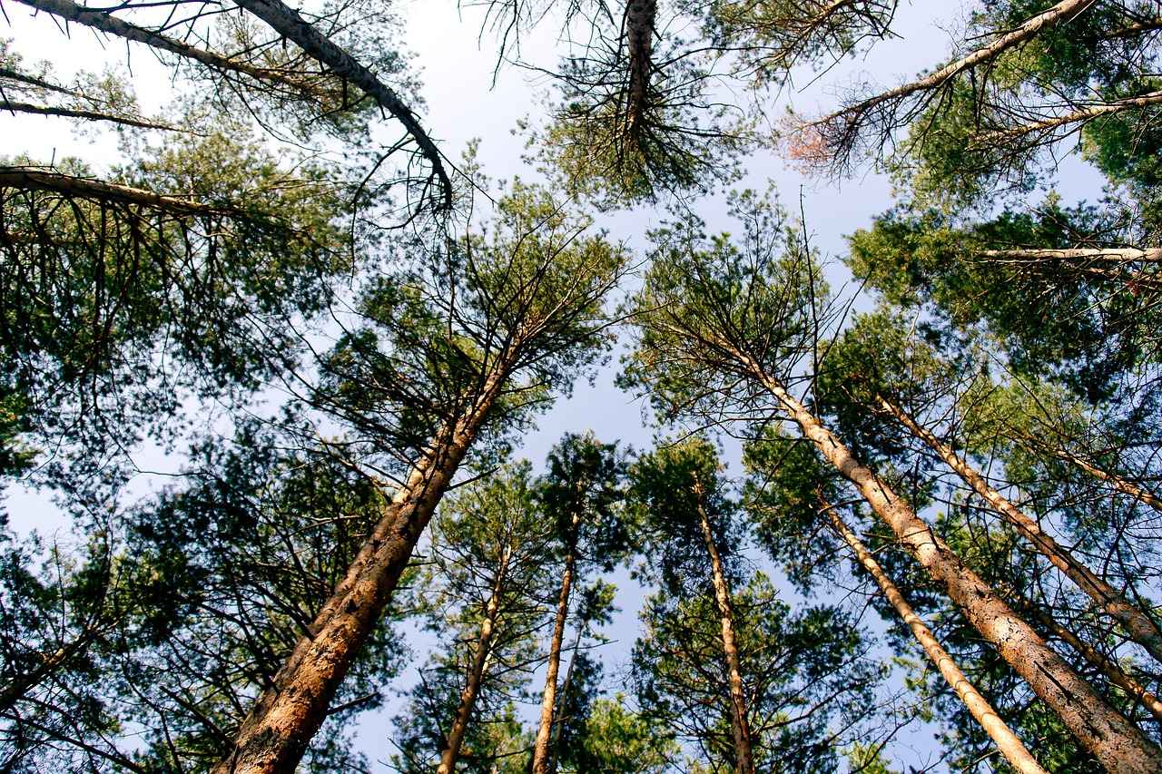 4. Canopy Beds for a Romantic Touch