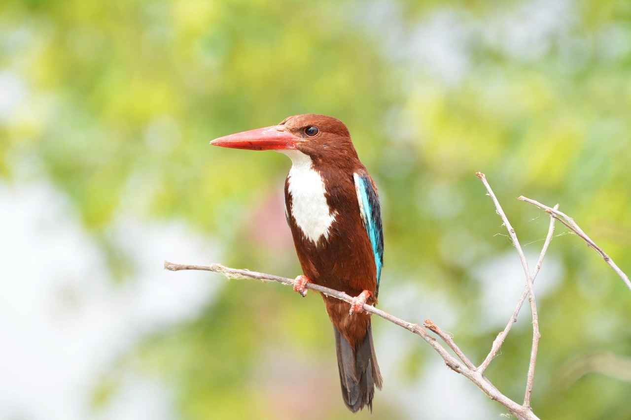 6. Canopy King Size Beds