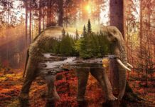 Top Double Bed Design Ideas for Comfortable, Stylish Bedrooms Top Double Bed Design Ideas for Comfortable, Stylish Bedrooms