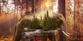 Top Double Bed Design Ideas for Comfortable, Stylish Bedrooms Top Double Bed Design Ideas for Comfortable, Stylish Bedrooms