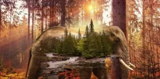 Top Double Bed Design Ideas for Comfortable, Stylish Bedrooms Top Double Bed Design Ideas for Comfortable, Stylish Bedrooms