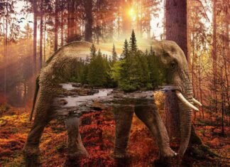 Top Double Bed Design Ideas for Comfortable, Stylish Bedrooms Top Double Bed Design Ideas for Comfortable, Stylish Bedrooms