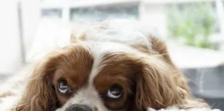 Trendy Diwan Bed Designs for a Cozy and Stylish Bedroom Trendy Diwan Bed Designs for a Cozy and Stylish Bedroom