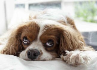 Trendy Diwan Bed Designs for a Cozy and Stylish Bedroom Trendy Diwan Bed Designs for a Cozy and Stylish Bedroom