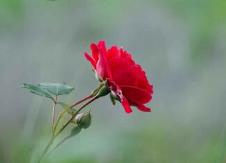 Trendy & Practical Single Bed Design with Storage for Small Bedrooms Trendy & Practical Single Bed Design with Storage for Small Bedrooms