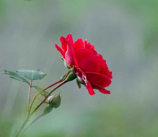 Trendy & Practical Single Bed Design with Storage for Small Bedrooms Trendy & Practical Single Bed Design with Storage for Small Bedrooms