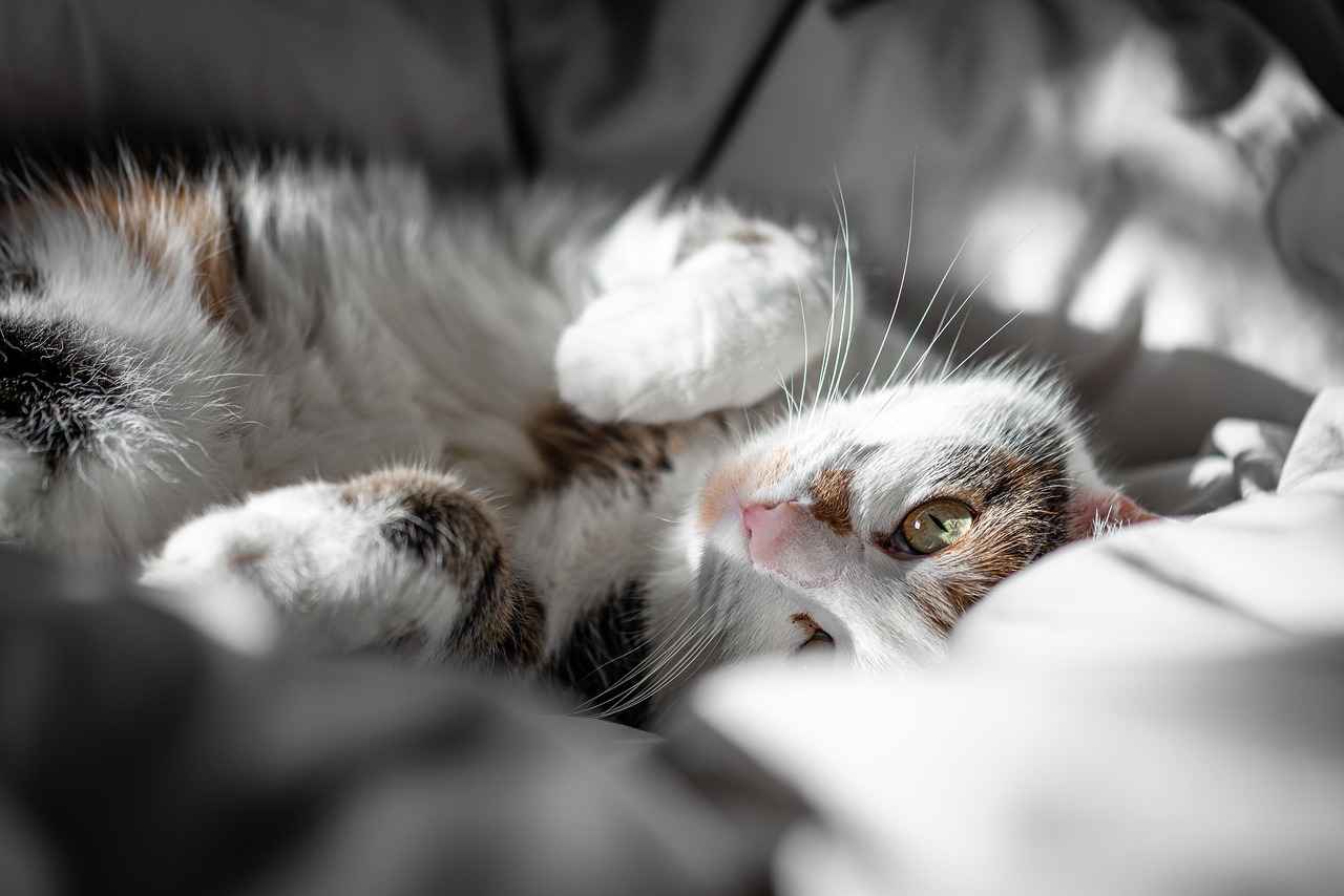 How to Choose the Right Plywood Bed for Your Space